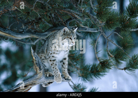 Bobcat, roter Luchs auf einem Ast, Lynx Rufus, Tiere Stockfoto