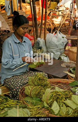 Betel Blätter, Bago Markt burmesischen Frau Wickel, die Betel Blätter, am Markt von Bago Burmesische Verkaueferin Mit Betelblaettern zu verkaufen Stockfoto