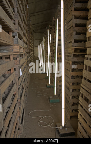 Lampen und Tabletts von Pflanzkartoffeln in Schuppen zu sprießen Stockfoto