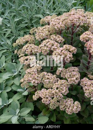 Orpine (Sedum telephium 'Matrona' syn. hylotelephium telephium 'Matrona') Stockfoto