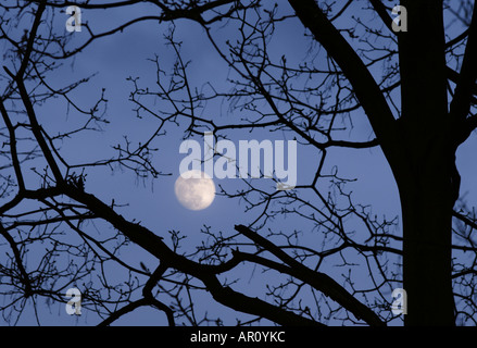 Hellen Vollmond scheint durch die Äste eines Baumes Stockfoto