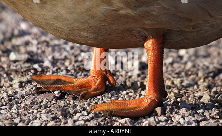 Rote Füße einer Ente auf Kieselsteinen Stockfoto