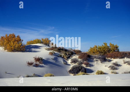 Narrowleaf Populus Deltoides Pappeln und Wüstenlandschaft bei Sonnenaufgang White Sands National Monument New Mexico Stockfoto