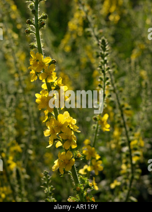 Gemeinsame agrimony (agrimonia eupatoria) Stockfoto