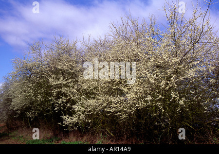 Schlehe Busch in Blüte Ende April England Stockfoto