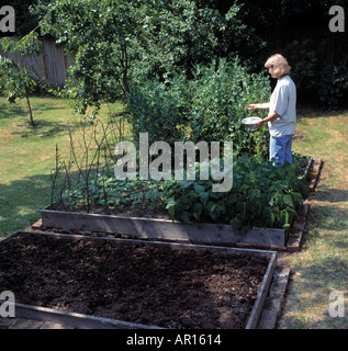 Frau Kommissionierung Erbsen in Gemüse Hochbeet im Garten im Sommer Stockfoto