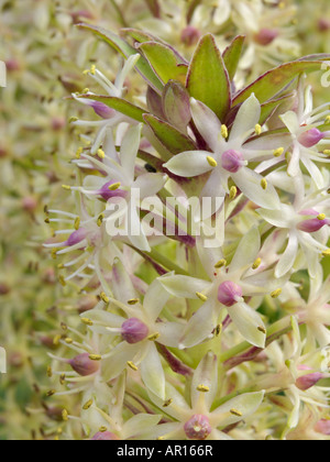 Ananas Blume (eucomis comosa) Stockfoto