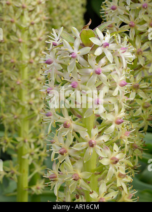 Ananas Blume (eucomis comosa) Stockfoto