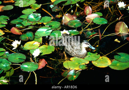 Pazifische schwarze Ente (Anas Poecilorhyncha), Vogelwelt, Ballarat, Victoria, VIC, Australien Stockfoto