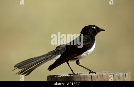 Willie Bachstelze (Rhipidura leucophrys), New South Wales, NSW, Australien Stockfoto