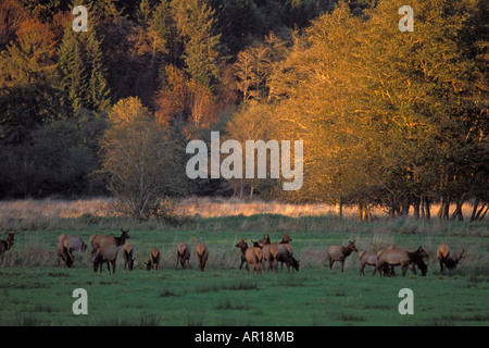 Roosevelt Elk Cervus Elaphus Herde in Olympic Nationalpark Olympic Peninsula Washington Stockfoto