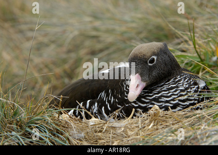 Seetang Gans weibliche Chloephaga Hybrida saß auf nest neue Insel-Falkland-Inseln Stockfoto