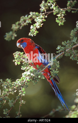 Pennantsittich Platycercus Elegans Blue Mountains New South Wales Australien Stockfoto