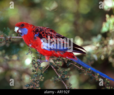 Pennantsittich Platycercus Elegans Blue Mountains New South Wales Australien Stockfoto