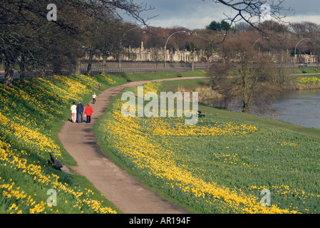 dh River Fußpfad Narzissen FLUSS DEE ABERDEEN SCHOTTLAND Schottisch Familie Wandern Frühling Blumen Spaziergänge Frühling Spaziergang Spaziergang am Wasser Stockfoto