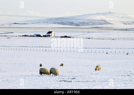 dh Bucht von Firth FIRTH ORKNEY Schafherde Fütterung winterlichen Schnee Felder Haus loch Stockfoto