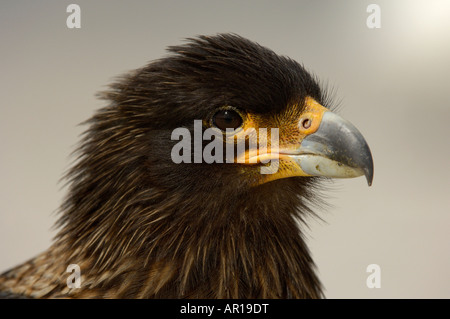 Gekerbten Caracara Phalcoboenus Australis neue Insel Falklandinseln Porträt Stockfoto