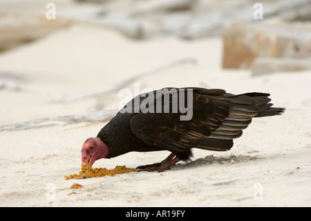 Türkei-Geier Cathartes Aura Seebär Kot essen, am Strand neue Insel-Falkland-Inseln Stockfoto