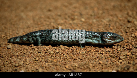 Blaue Zunge Skink oder Shingleback (Tiliqua Rugosa) Cape Arid Western Australia Stockfoto