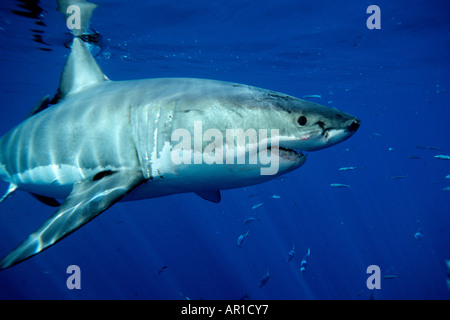 Weißer Hai Carcharhodon Carcharias ist weltweit eines der Ozean s Top-Level-Raubtiere gefunden, die es ernährt sich von Meeressäugern eins der Stockfoto