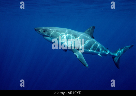 Weißer Hai Carcharhodon Carcharias ist weltweit eines der Ozean s Top-Level-Raubtiere gefunden, die es ernährt sich von Meeressäugern eins der Stockfoto