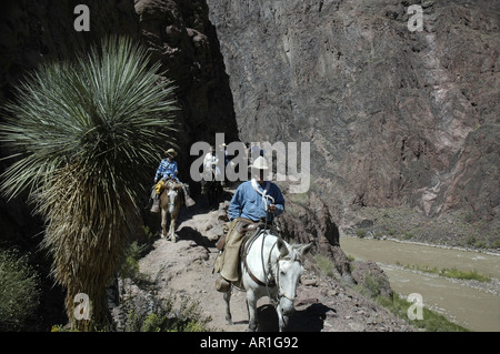 Maultiere auf Bright Angel (River Trail) Stockfoto