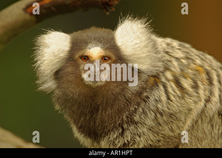 Porträt eines gemeinsamen oder Baumwolle eared Marmoset, Callithrix Jacchus. Stockfoto