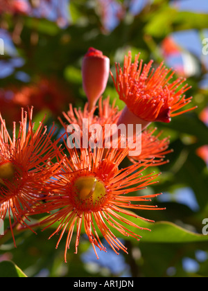 Rote Blüte Gummi (corymbia ficifolia Syn. eucalyptus ficifolia) Stockfoto