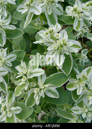 Schnee auf dem Berg (euphorbia marginata) Stockfoto