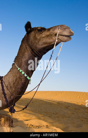 Kopf eines Kamels auf Safari - Thar-Wüste, Rajasthan, Indien Stockfoto