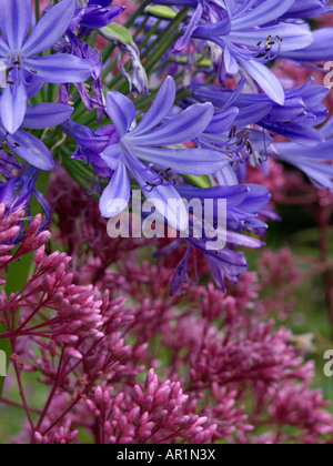 Schmucklilie (Agapanthus africanus) und süße Joe-pye Unkraut (eupatorium maculatum 'glutball' syn. eutrochium maculatum 'glutball') Stockfoto