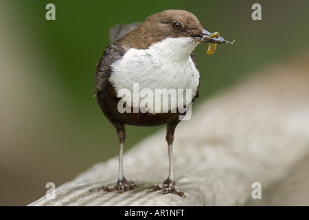 weißer-throated Schöpflöffel mit Insekt / Cinclus Cinclus Stockfoto