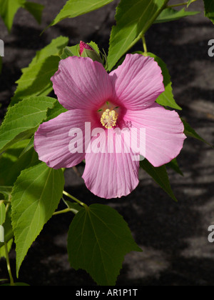 Sumpf (Hibiscus moscheutos rosemallow) Stockfoto