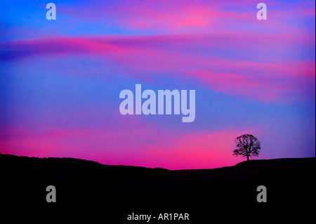 Einsamer Baum Silhouette vor einem Sonnenuntergang Himmel in der Abenddämmerung Stockfoto