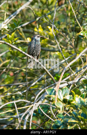 Vertikale Close Up von einem europäischen Starling [Sturnus Vulgaris] gut getarnt thront in einem Baum in der Sonne Stockfoto