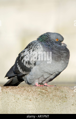 Vertikale Nahaufnahme einer verwilderten Taube, die [Columba Livia Domestica] Schlafplatz mit seinen Federn gegen den kalten Wind blies Stockfoto