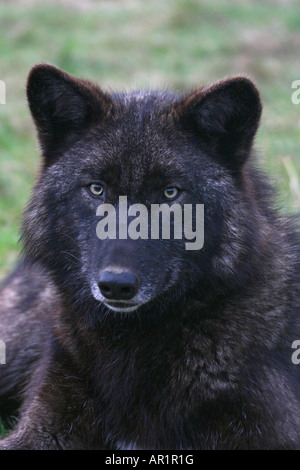 Junge graue Wolf an beenham Conservation Trust lesen Stockfoto