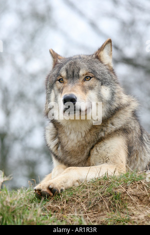 Grauer Wolf an beenham Conservation Trust Lesen Stockfoto