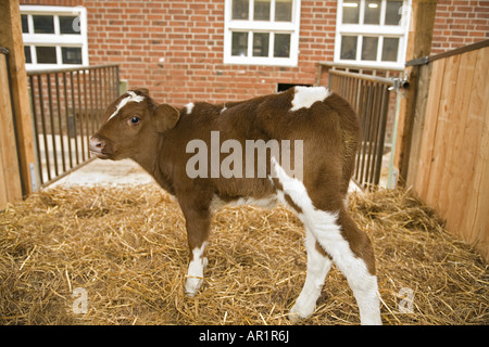 Rind - Kalb, stehend im Stroh Stockfoto