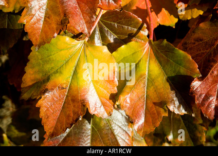 Horizontale Nahaufnahme der Blätter der Boston-Efeu Pflanze [Parthenocissus Tricuspidata] drehen Farbe in den herbstlichen Sonnenschein Stockfoto