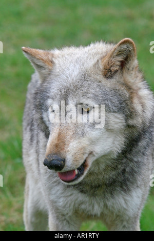 Beenham Conservation Trust Grauer Wolf Canis lupus Stockfoto