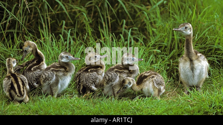 junge Emus auf Wiese / Dromaius Novaehollandiae Stockfoto