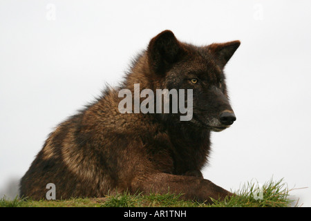 Beenham Conservation Trust, sitzen graue Wolf Stockfoto