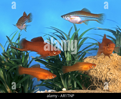 Grün Swordtails / Xiphophorus Helleri Stockfoto