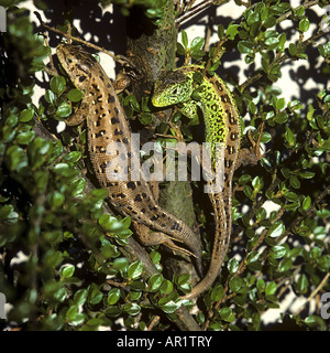 Sandeidechse (Lacerta agilis), männliche (grüne) und weibliche (braune) Sonnenbaden. Deutschland Stockfoto