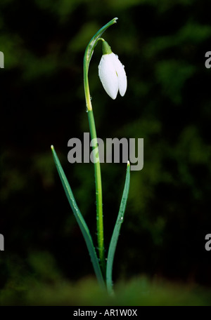 Ein einzelnes snowdrop Stockfoto