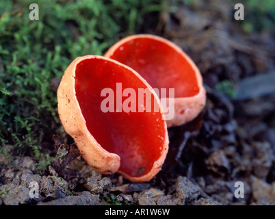 Scharlachrote Elf Cup Sarcoscypha coccinea Stockfoto