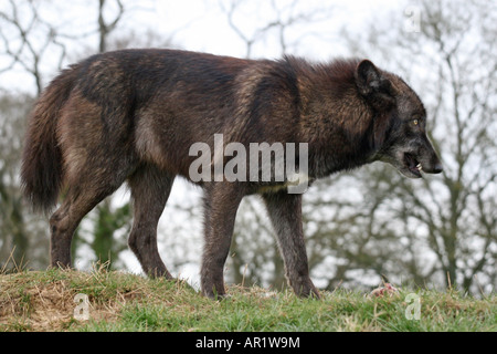 Grauer Wolf, Beecham Conservation Trust lesen Stockfoto