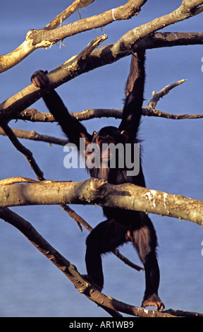 Den Schimpansen, Pan troglodytes Stockfoto