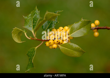 Englische Stechpalme Ilex Aquifolium cv Bacciflava Phellinaceae Stockfoto